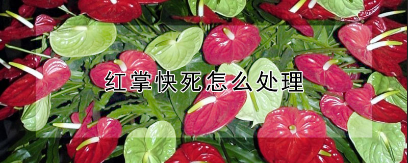 红掌快死怎么处理（红掌蔫了怎么补救）