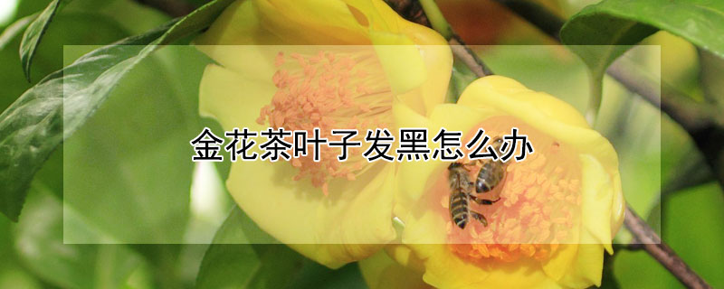 金花茶叶子发黑怎么办（金花茶叶子变黄）