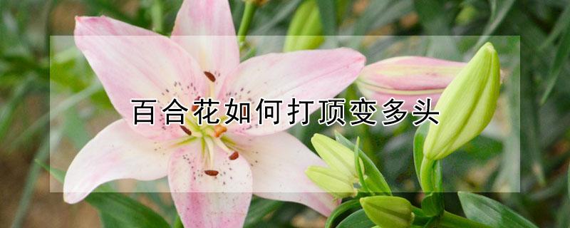 百合花如何打顶变多头（百合花要打尖吗）