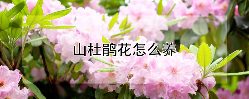 山杜鹃花怎么养（山杜鹃花怎么养才能开花）