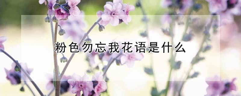 粉色勿忘我花语是什么 粉色勿忘我花语是什么花