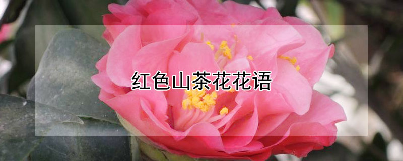 红色山茶花花语 红色山茶花花语及代表意义和象征