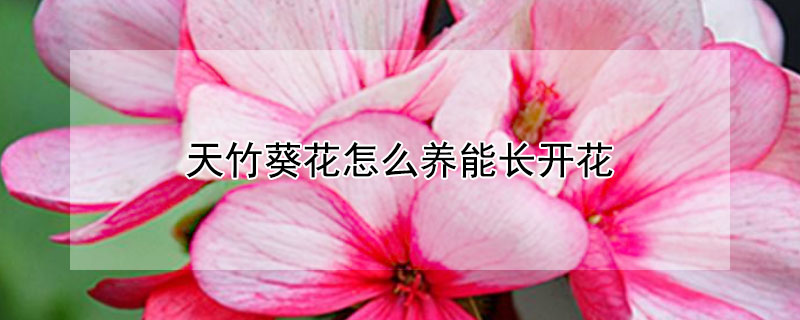 天竹葵花怎么养能长开花（天竹葵花怎么养能长开花快）