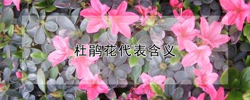 杜鹃花代表含义 杜鹃花代表含义和象征