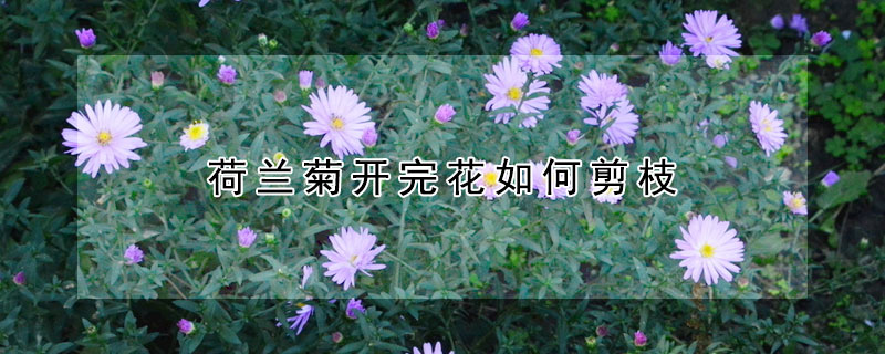 荷兰菊开完花如何剪枝（荷兰菊开完花如何剪枝图解）