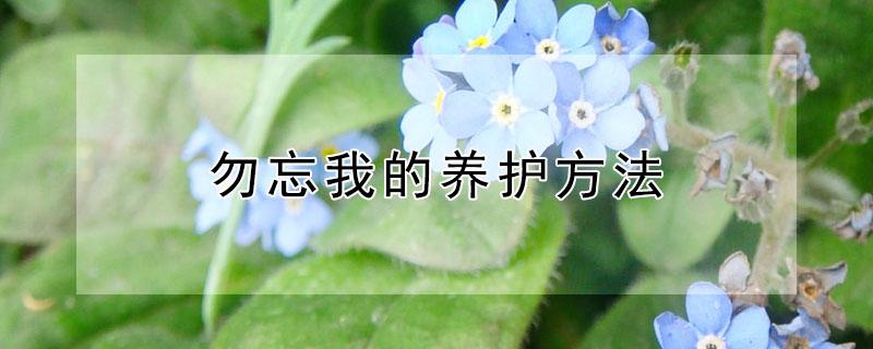 勿忘我的养护方法（勿忘我 养护）