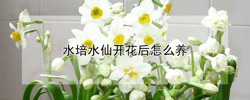 水培水仙开花后怎么养 水培水仙开花后怎么养殖