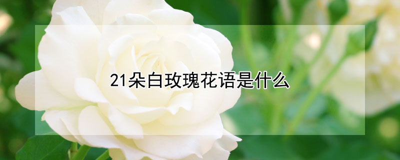 21朵白玫瑰花语是什么（21朵白玫瑰图片）