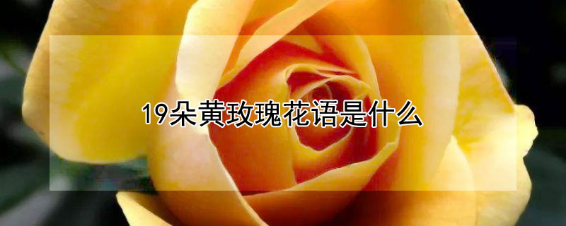 19朵黄玫瑰花语是什么（19朵黄玫瑰的花语）