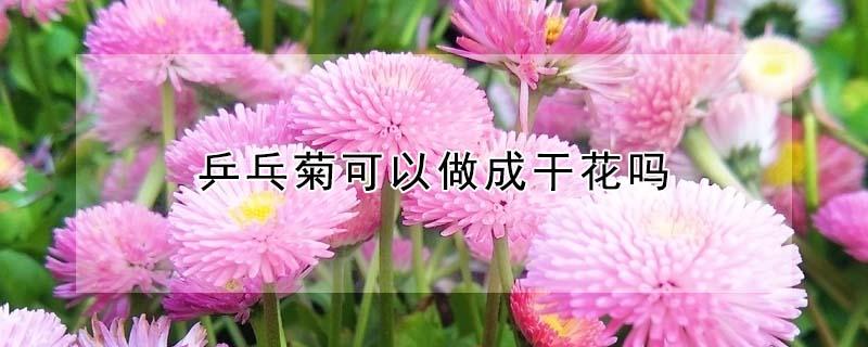 乒乓菊可以做成干花吗 乒乓菊可以做成干花吗图片