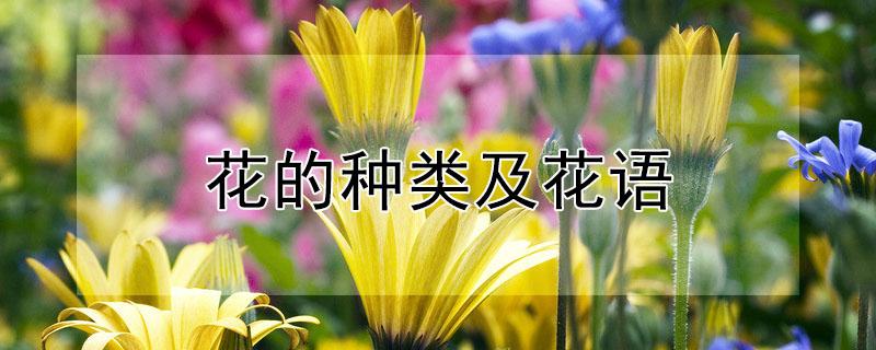花的种类及花语（玫瑰花的种类及花语）