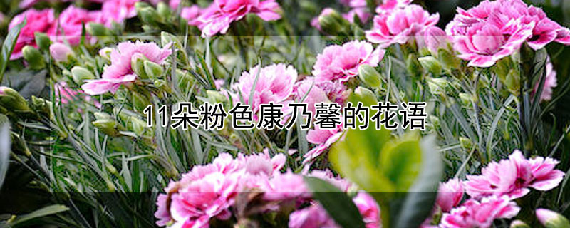 11朵粉色康乃馨的花语 11朵粉色康乃馨的花语和含义
