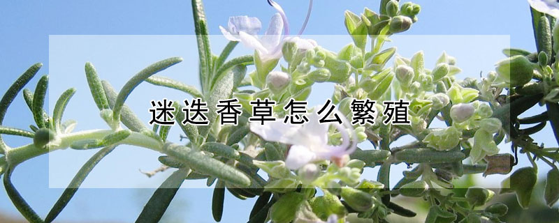 迷迭香草怎么繁殖 迷迭香草怎么用