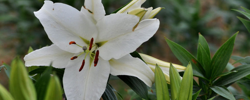 百合的花语与寓意是什么（百合的花语与寓意是什么黄色）