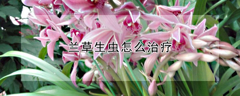 兰草生虫怎么治疗（兰草生虫怎么治疗最好）
