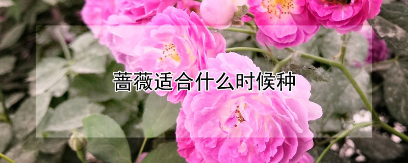 蔷薇适合什么时候种（蔷薇适合什么时候种植最好）