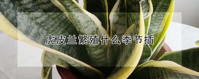 虎皮兰繁殖什么季节插 虎皮兰什么时候插扦