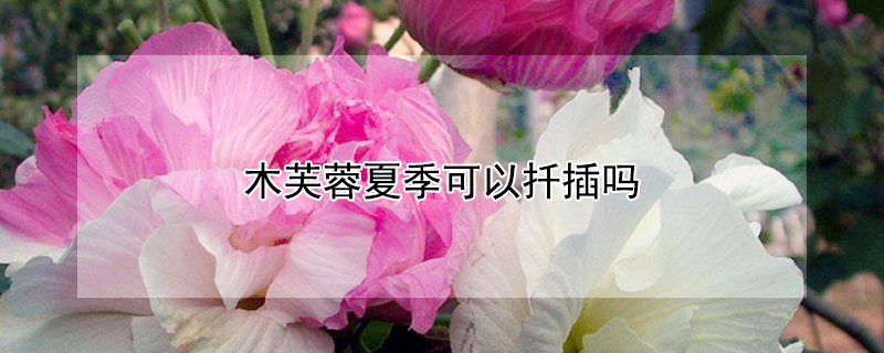 木芙蓉夏季可以扦插吗（木芙蓉夏季可以扦插吗视频）