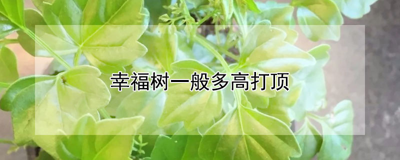 幸福树一般多高打顶 幸福树多高截顶最好看