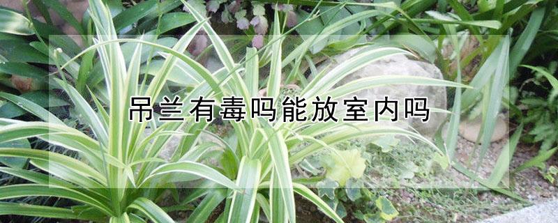 吊兰有毒吗能放室内吗 吊兰有毒吗能放室内吗