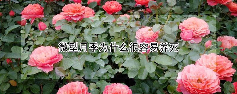 微型月季为什么很容易养死 微型月季为什么很容易养死呢