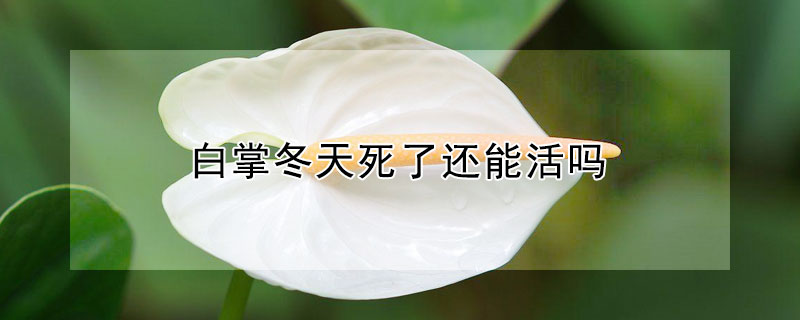 白掌冬天死了还能活吗 白掌冬天死了还能活吗图片