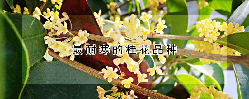 最耐寒的桂花品种 最耐寒的桂花品种排名