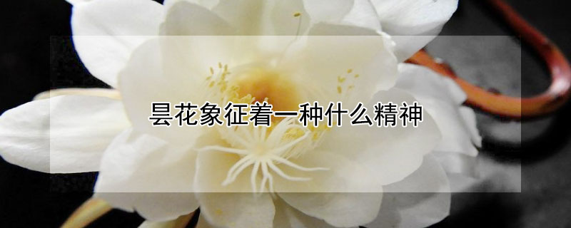 昙花象征着一种什么精神（昙花象征着什么品格）