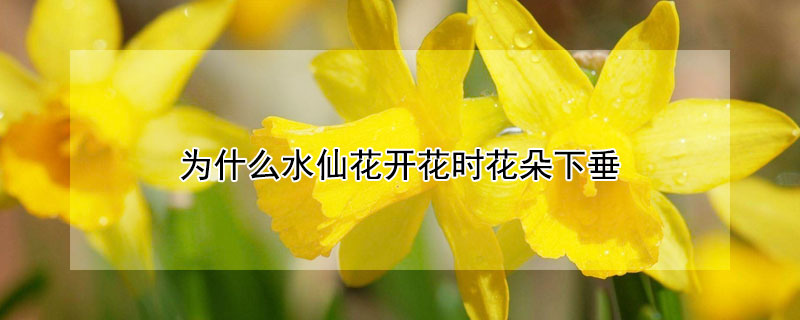 为什么水仙花开花时花朵下垂（为什么水仙花开花时花朵下垂的原因）