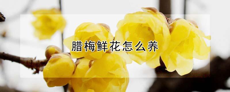 腊梅鲜花怎么养（腊梅鲜花怎么养殖）