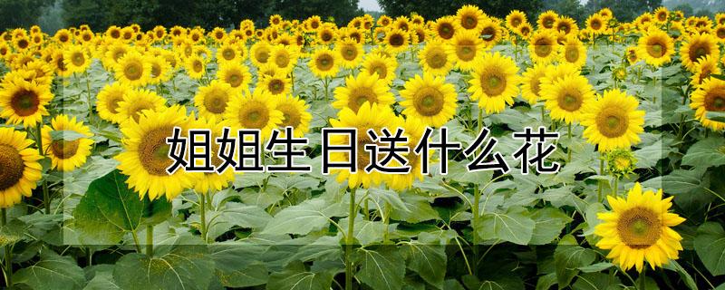 姐姐生日送什么花（姐姐生日送什么花寓意好）