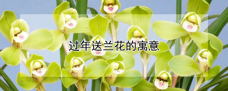 过年送兰花的寓意 过年送兰花寓意着什么