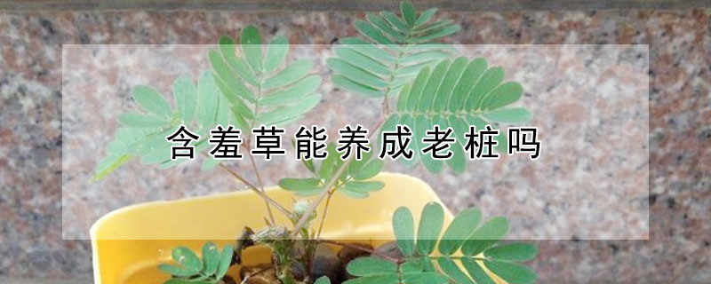 含羞草能养成老桩吗（含羞草老桩盆景）