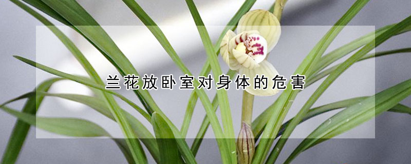 兰花放卧室对身体的危害 最适合放卧室的十种花