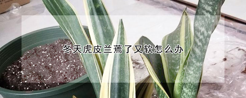 冬天虎皮兰蔫了又软怎么办（冬天虎皮兰蔫了又软怎么办呢）