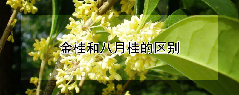 金桂和八月桂的区别（金桂和八月桂的区别是什么）