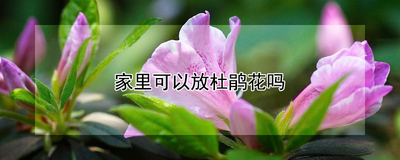 家里可以放杜鹃花吗（家里可以放杜鹃花吗?）