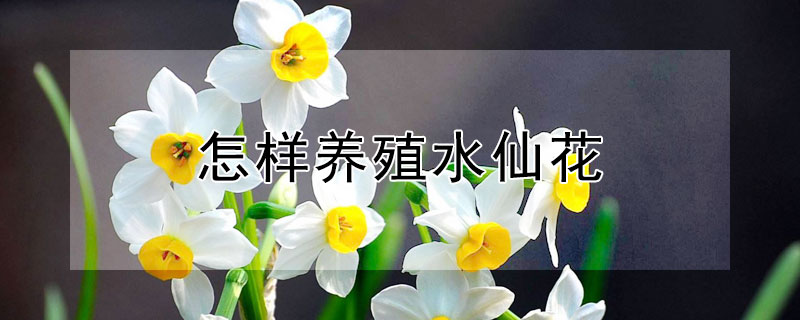 怎样养殖水仙花（怎样养殖水仙花视频）