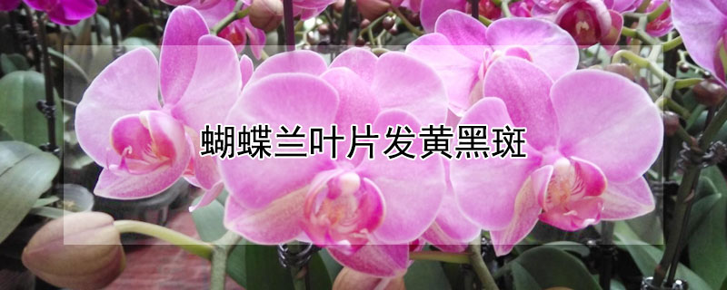 蝴蝶兰叶片发黄黑斑（蝴蝶兰叶片发黄黑斑怎么回事）