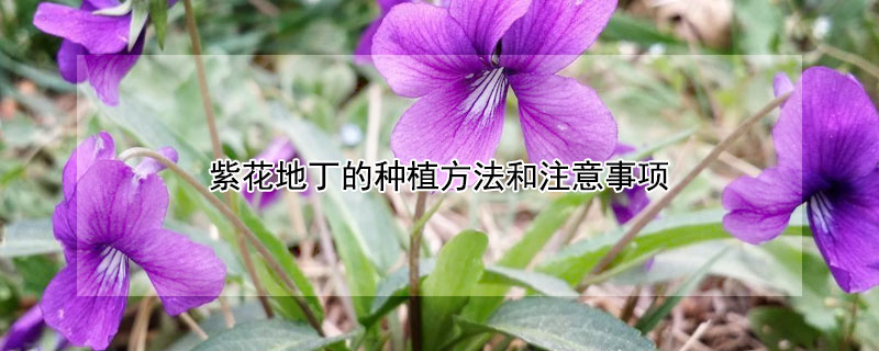 紫花地丁的种植方法和注意事项（紫花地丁的种植方法和注意事项图片）