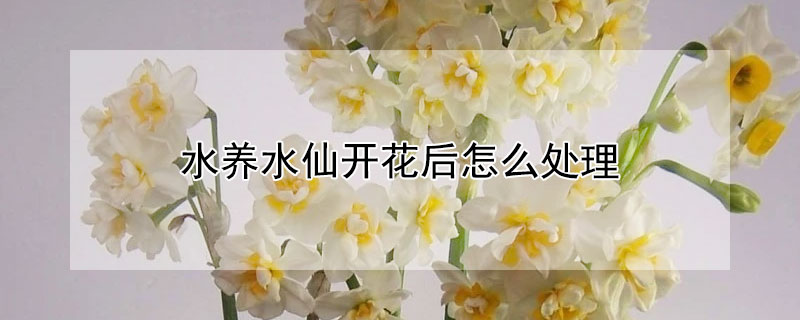 水养水仙开花后怎么处理 水养水仙花开花后怎么处理