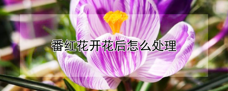 番红花开花后怎么处理（番红花什么时候开花?开几次）