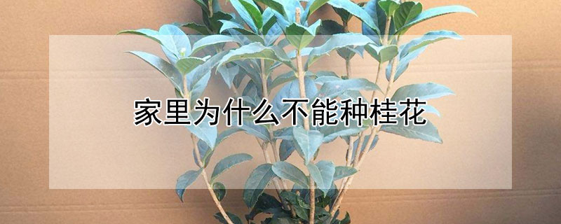 家里为什么不能种桂花（家里为什么不能种桂花树）