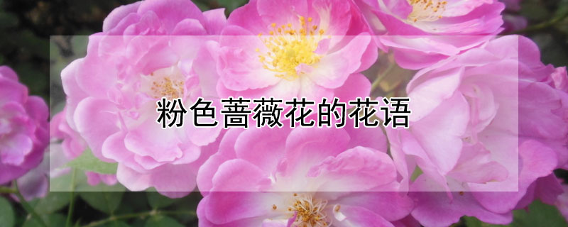 粉色蔷薇花的花语（粉色蔷薇花的花语和寓意是什么）