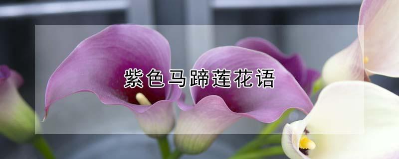 紫色马蹄莲花语（紫色马蹄莲花期）