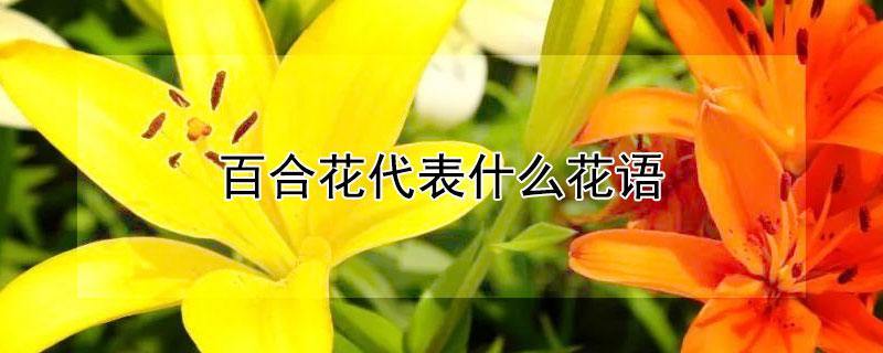 百合花代表什么花语（百合花为什么不能送人）