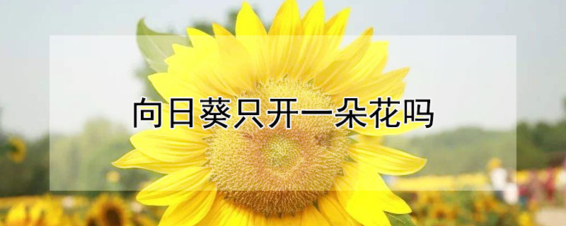 向日葵只开一朵花吗（一株向日葵只开一朵花吗）