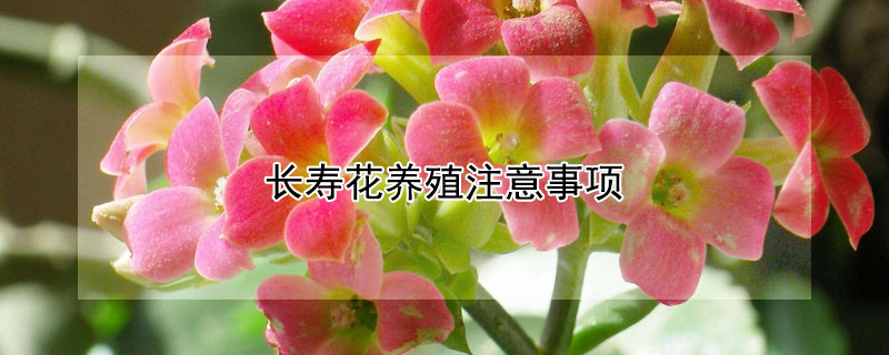长寿花养殖注意事项 家里为什么不能养长寿花