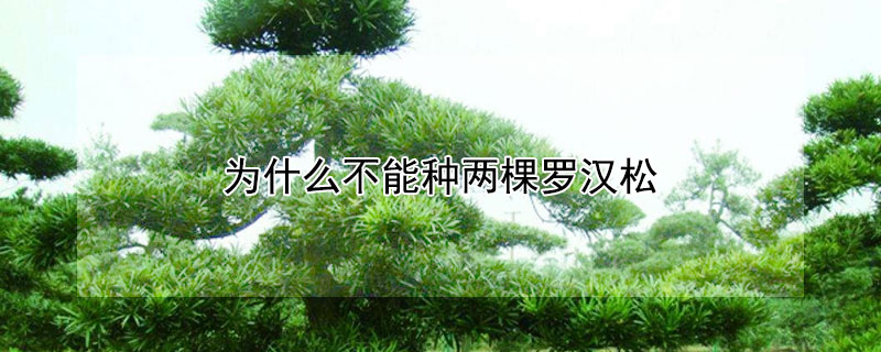 为什么不能种两棵罗汉松 罗汉松最大的忌讳