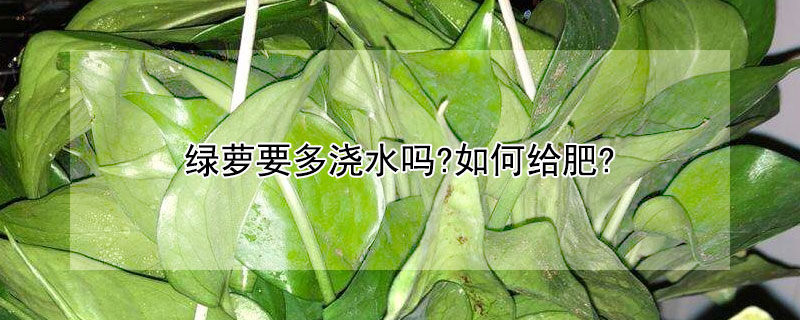 绿萝要多浇水吗?如何给肥? 绿萝要多浇水吗?如何给肥料